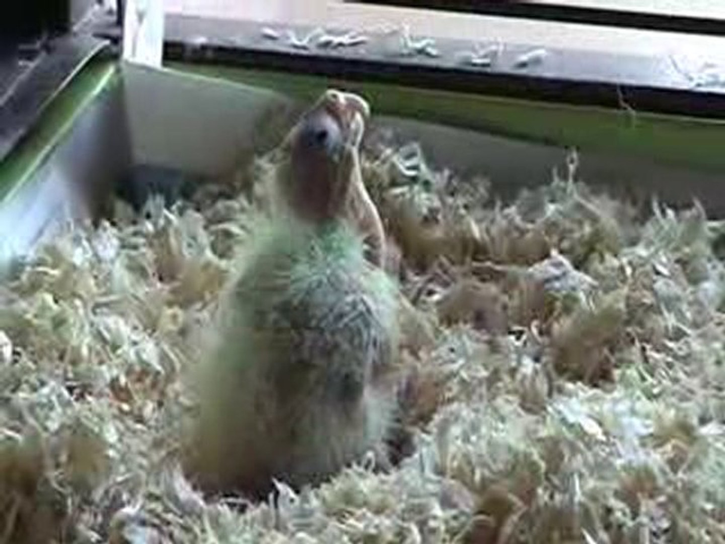 Calopsitte Eam De 15 Jours Video Dailymotion