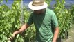 Savoie Saveurs de la vigne au vin Episode 4