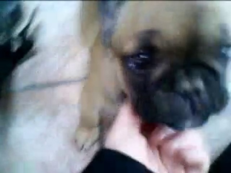 Fanny,femelle bouledogue français de 2 mois