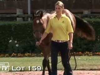 Lot 159 présenté par le haras du Mézeray