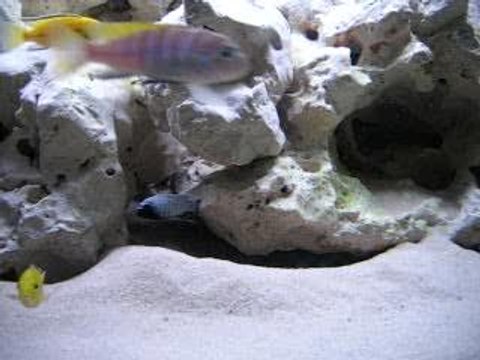 Pseudotropheus polit lion's cove