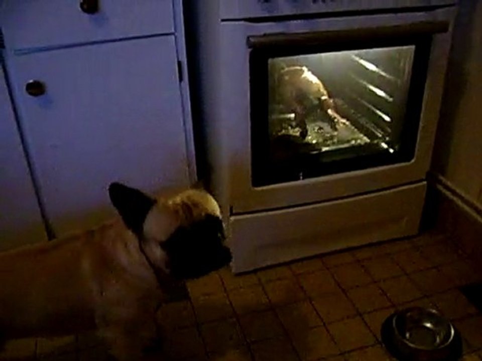 bouledogue français djerry