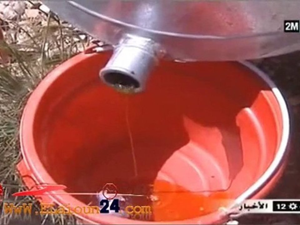 تربية النحل بالعيون الشرقية
