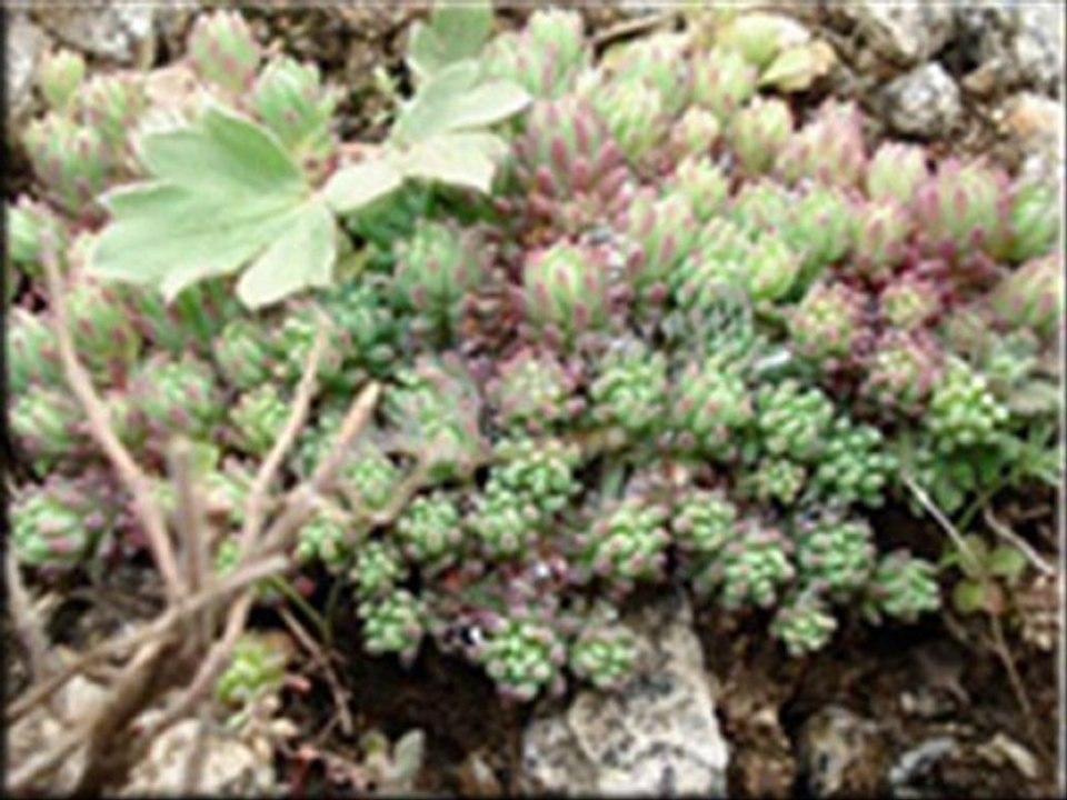 İSPİR cankurtaran köyü