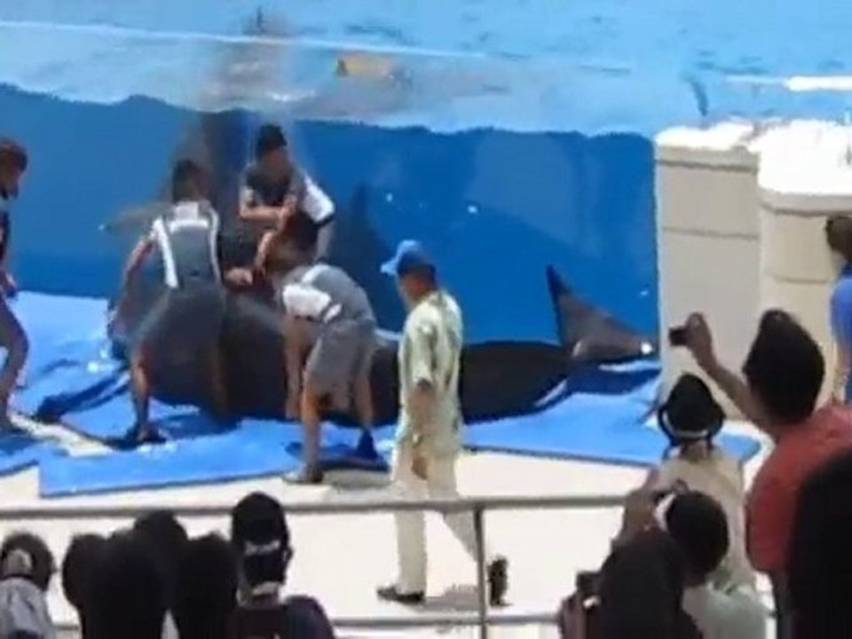 ZOO = Prisons - Un dauphin tente de se suicider