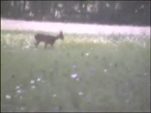 Lièvres et chevreuils de Ruillé sur le Loir