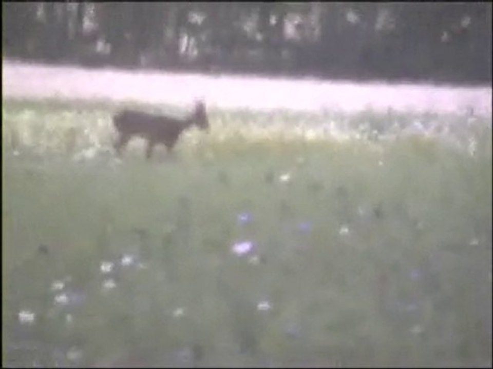 Lièvres et chevreuils de Ruillé sur le Loir