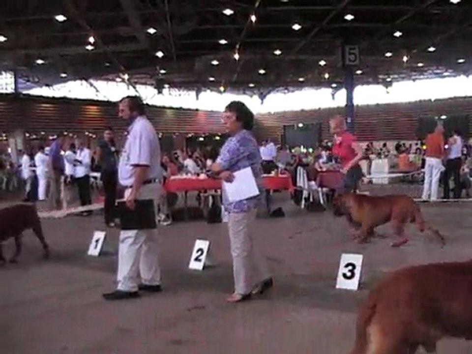 spéciale dogue de bordeaux a lyon 2010