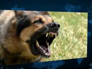 PetSafe Outdoor Ultrasonic Bark Deterrent