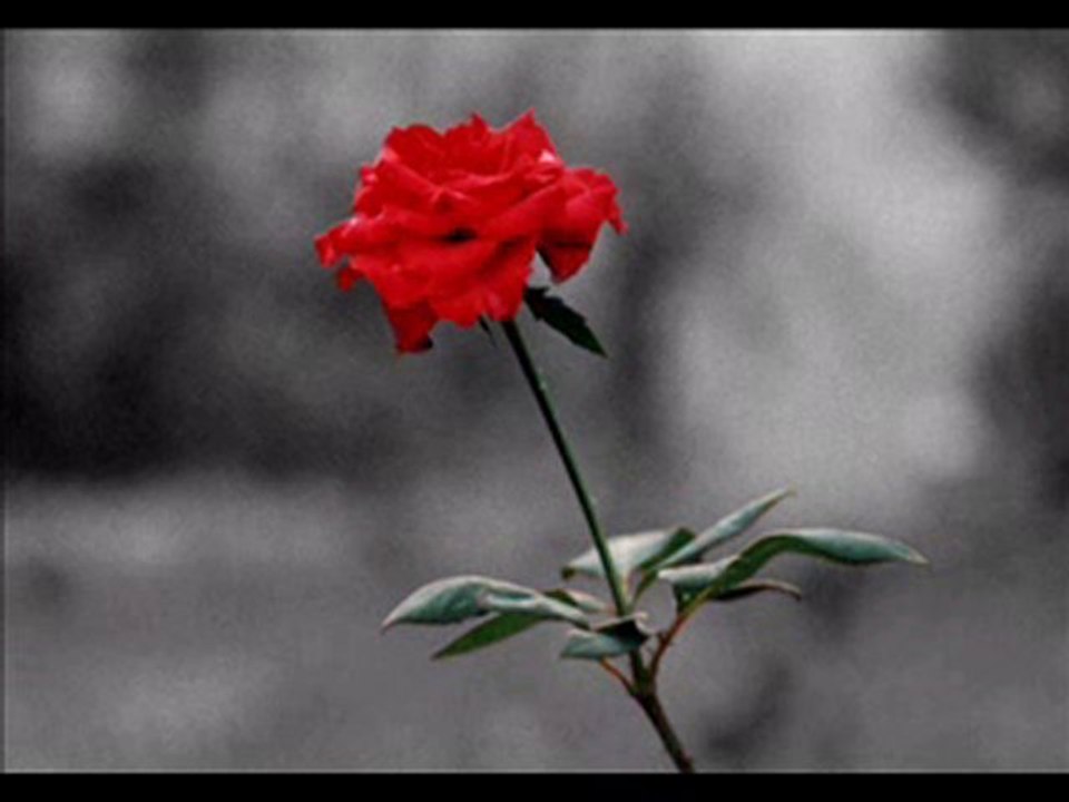 Gamze Bulut Ağır Gelmezdi (Damardan)