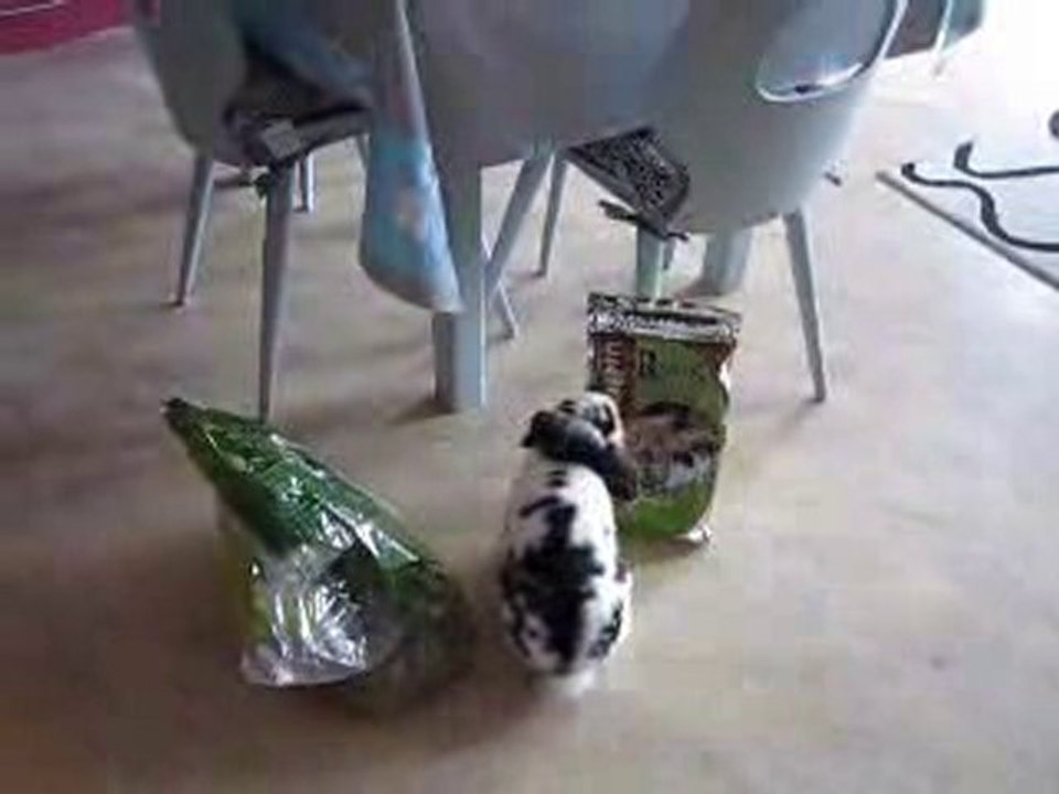 clochette et son gros estomac