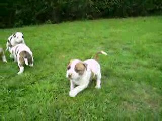 vidéo du 07 08 2010 des B.B à 5 semaines ...