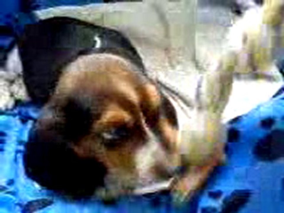 buster