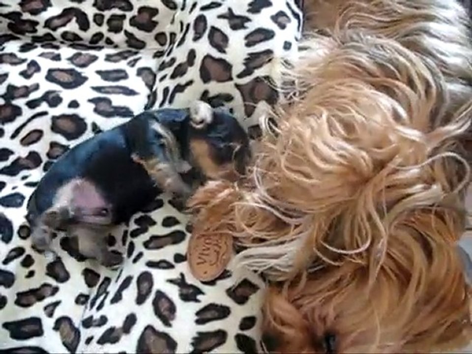 Yorkshires Azzaro & Finnian (20j) 07.08.2010