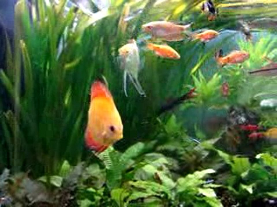 aquarium communautaire eau douce