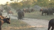 safari.tv diary - 4 June 2010