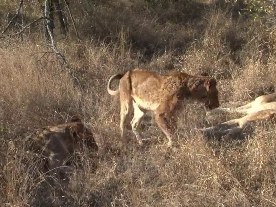 safari.tv diary - 18 June 2010