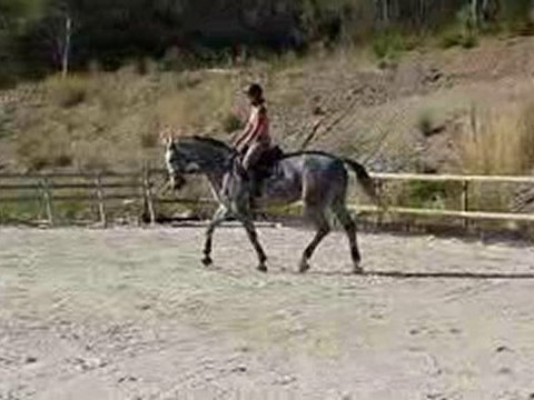 W.ALBA 21 - jument KWPN - 7ans