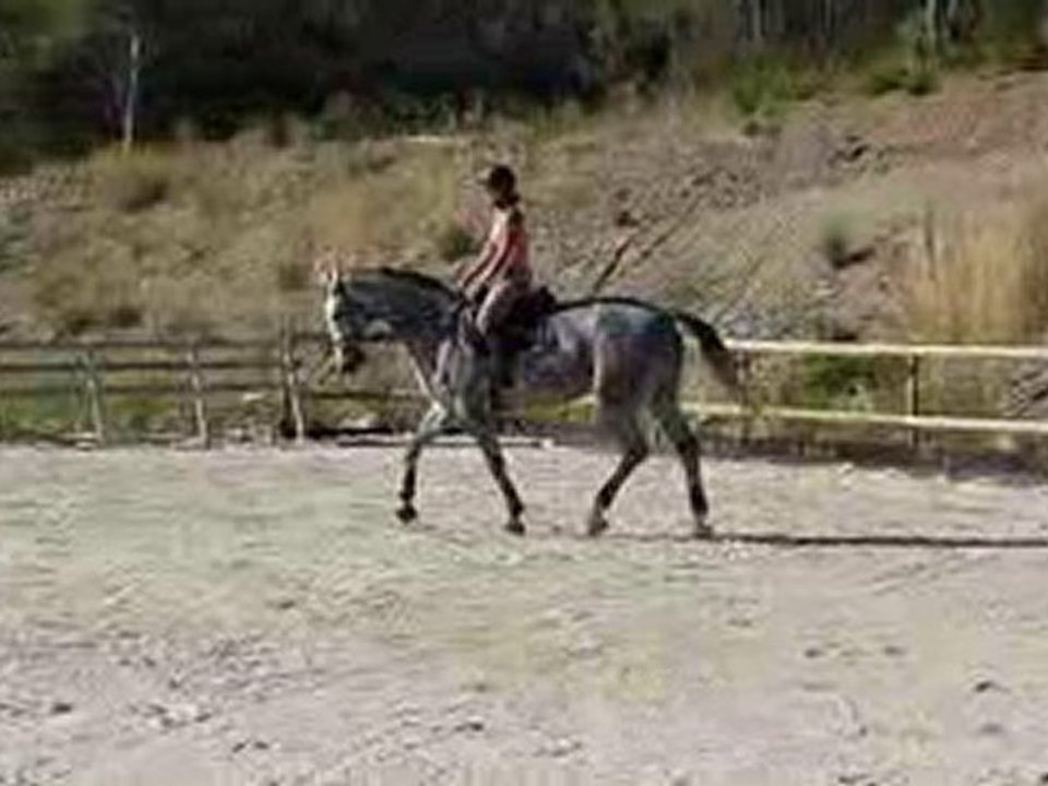 W.ALBA 21 - jument KWPN - 7ans