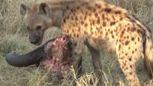 safari.tv diary - 23 June 2010