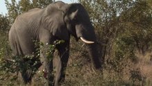 safari.tv diary - 24 June 2010