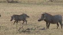 safari.tv diary - 2 July 2010