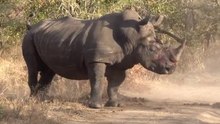 safari.tv diary - 13 July 2010