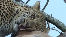 safari.tv diary - 22 July 2010