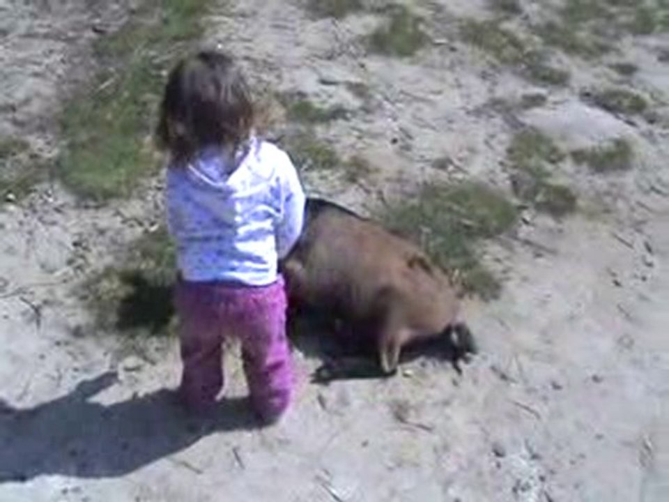 Village des chèves - Parc des félins