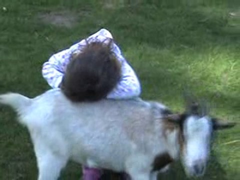 Village des chèves - Parc des félins