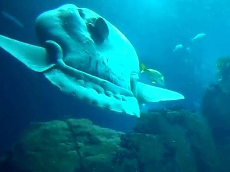 Oceanario requin poisson lune