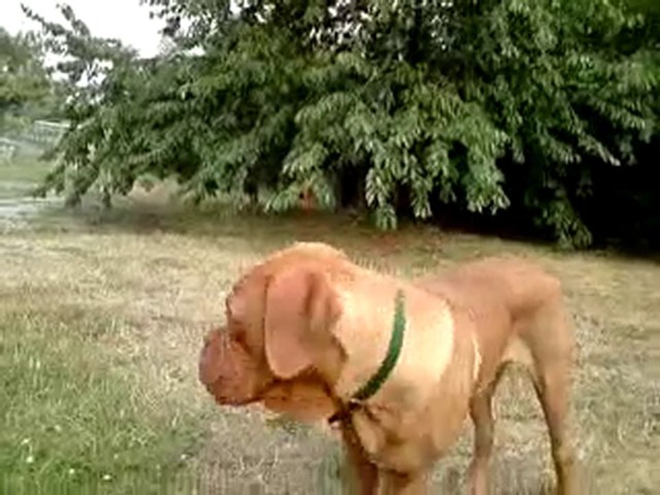 Elmut des pas de tacite et Alesia des Molosses du couronnais