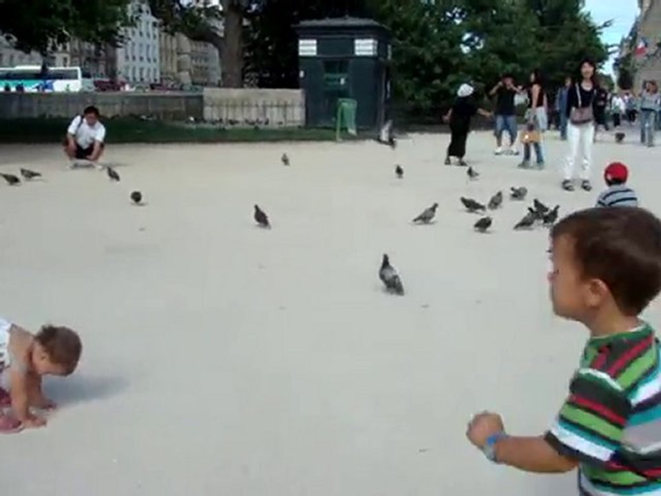 les pigeons