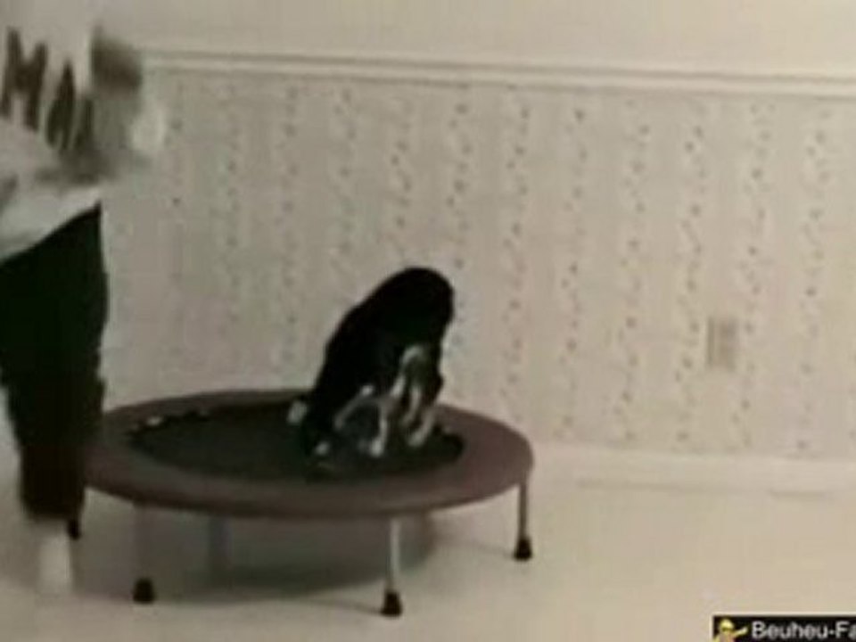 Flying Goat jumps off a trampoline
