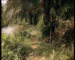 extinctions : le tigre (3 et fin)