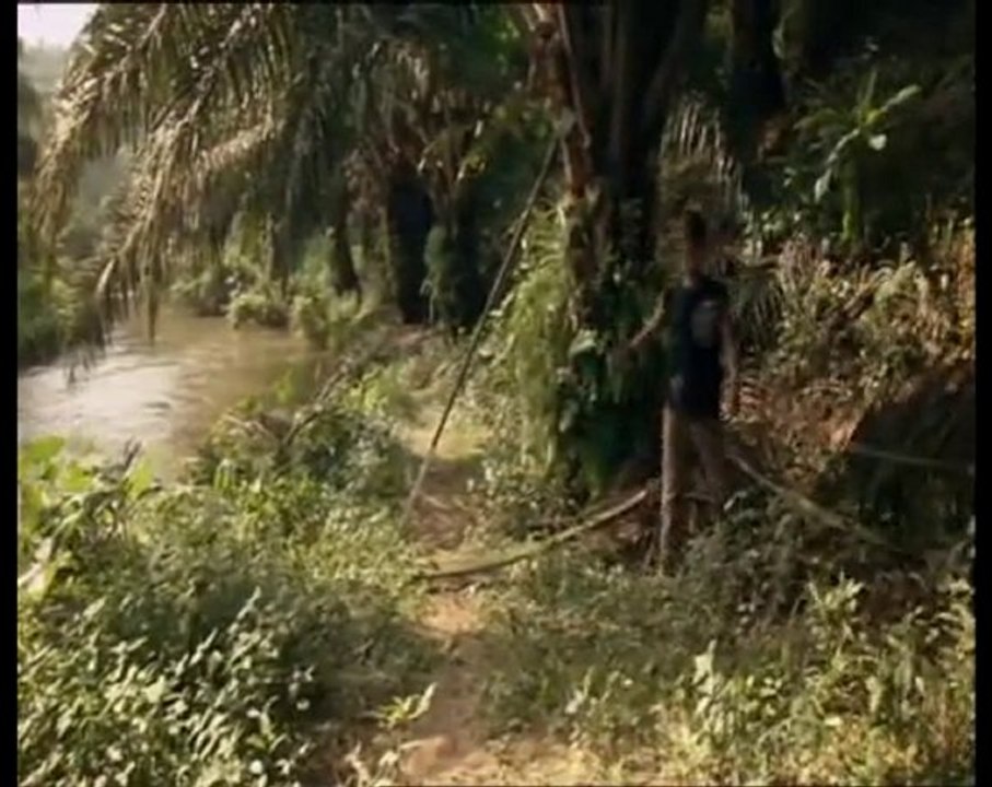 extinctions : le tigre (3 et fin)