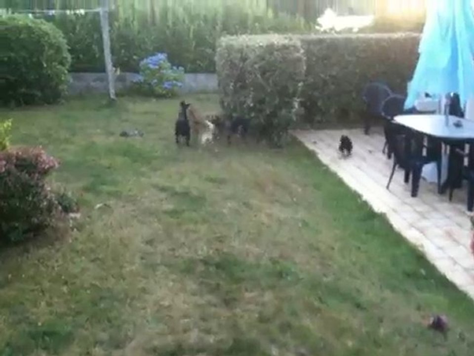 La meute 2