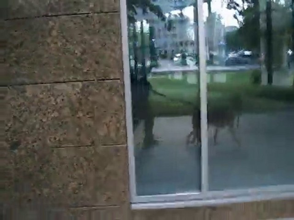 ANKA W ODBICIU SZYBY