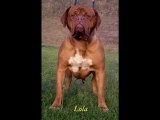 Dogue de Bordeaux *** Kennel Of Bord Empire