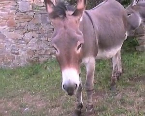 Anes du Cotentin en liberté
