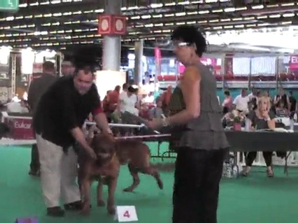 DOGUE DE BORDEAUX championnats de france 2010