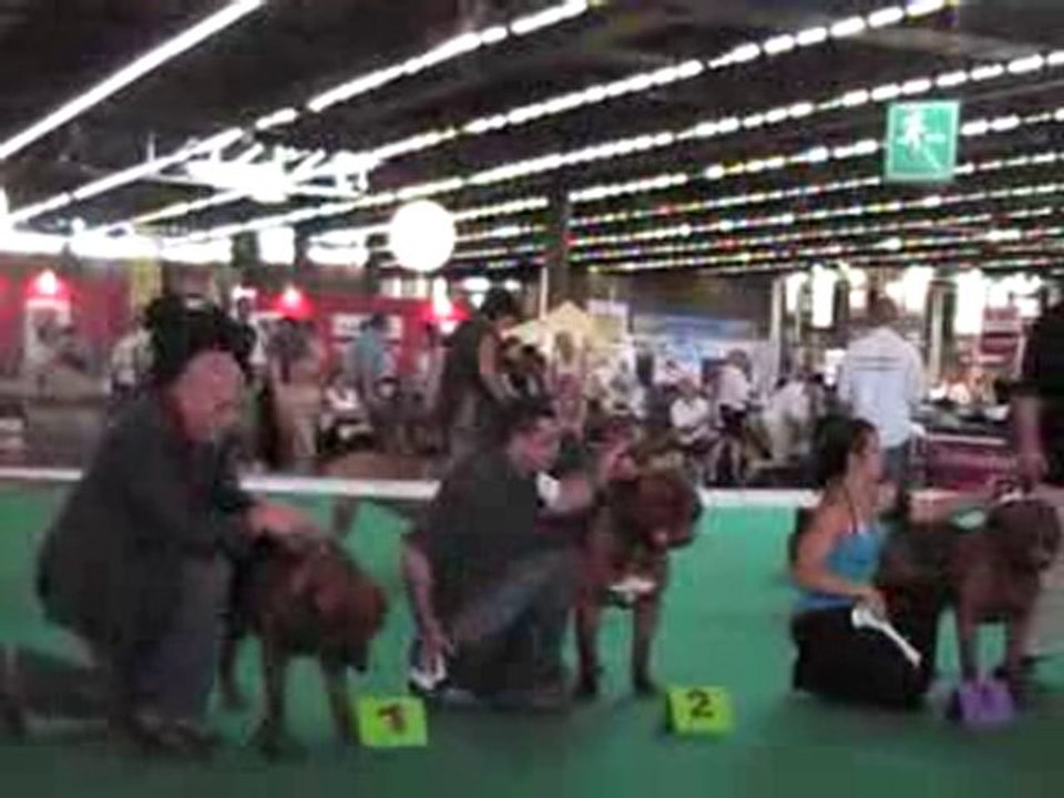 Championnat de France Dogue de Bordeaux