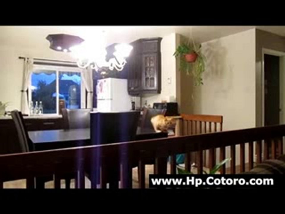 Yellow Cat Can't Jump