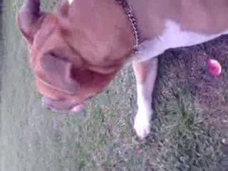 rixendis tribal dubby brown