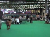 dogue de bordeaux championnat de france 2010