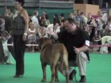 dogue de bordeaux championnat de france 2010