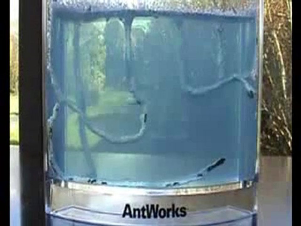 Antworks_Kar_nca_Akvaryumu