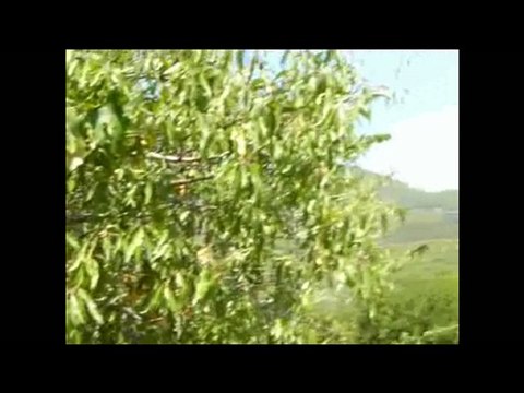 Anamur Cataloluk Köyü Yangın