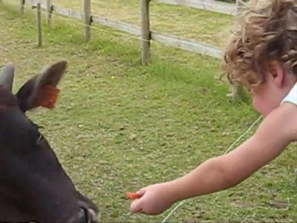 les autres animaux