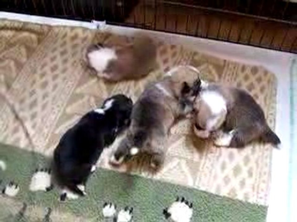 BB Quest / Remy 2 semaines 028